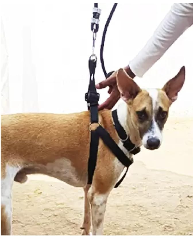 Pull Dog Harness